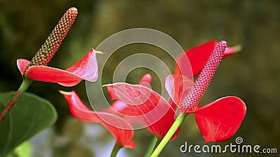 Flamingo lily or anthurium flowers Stock Photo