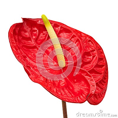Flamingo Lily Red Stock Photo