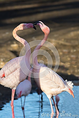 Flamingo love. Beautiful dancing birds. Pretty pink flamingos Stock Photo