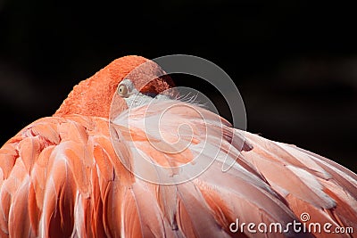 Flamingo at the Oklahoma City Zoo Stock Photo