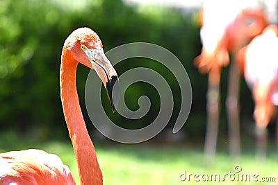 Flamingo, Oklahoma City Zoo Stock Photo