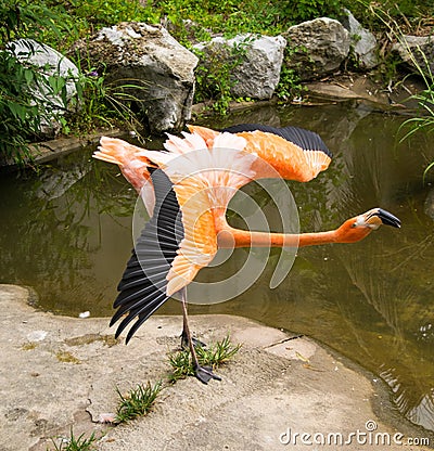 Flamingo with open wings Stock Photo