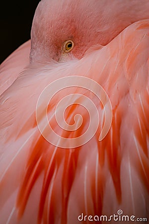 Flamingo (Phoenicopteridae) Stock Photo