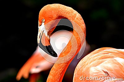 Flamingo , Oklahoma City Zoo Stock Photo