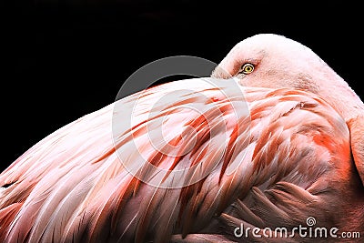 Flamingo Stock Photo