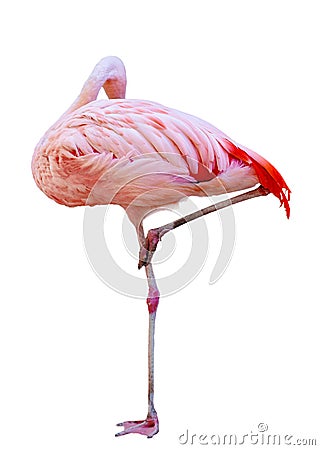 Flamingo pink Stock Photo