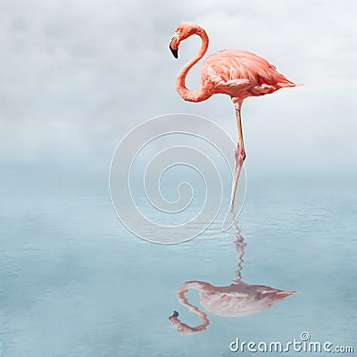 flamingo in pond Stock Photo