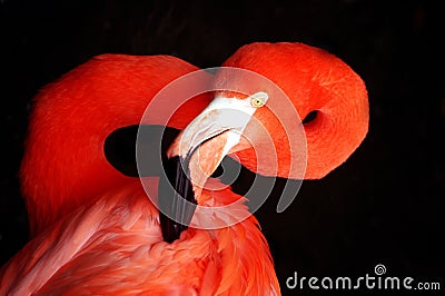 Flamingo Portrait Stock Photo