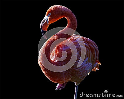 Flamingo portrait isolated on a black background Stock Photo
