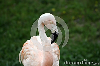 Flamingo Portrait at The Baton Rouge Zoo Stock Photo