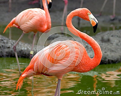 Flamingo Profile Stock Photo
