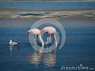 Flamingo`s in Chili Stock Photo