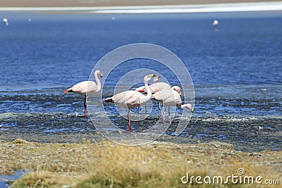 flamingo at salt lake, bolivia Stock Photo