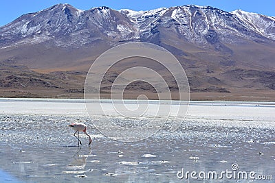 Flamingo in a salt sake in Bolivia Stock Photo