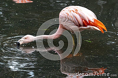 Flamingo Sieving Water for Food Stock Photo