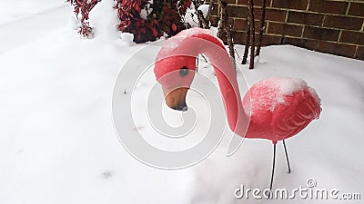 Flamingo in the Snow Stock Photo