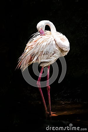 Flamingo standing with both feet down in a pool Stock Photo