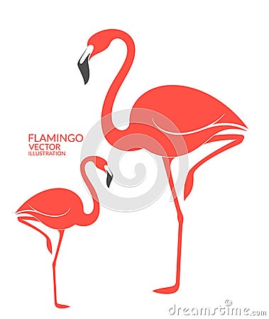 Flamingo Vector Illustration