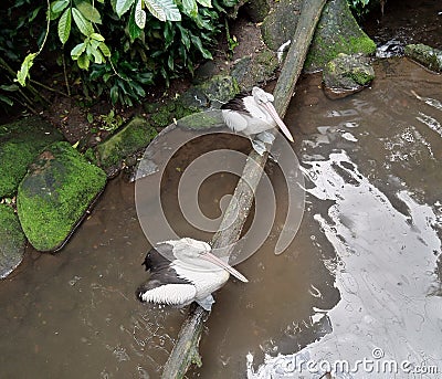 Flamingo water wood bird fresh Stock Photo