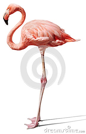 Flamingo on white Stock Photo