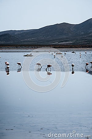 Flamingo of White Lagoon in Bolivia South America Salt Flat Uyuni Stock Photo