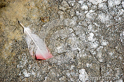 Flamingo white and pink feather on ground Stock Photo