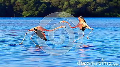 Flamingo in the wildlife of South America. Passionate dance of pink birds. Celestun National Park. Mexico. Stock Photo