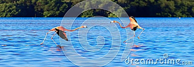 Flamingo in the wildlife of South America. Passionate dance of pink birds. Celestun National Park. Mexico. Banner design. Stock Photo