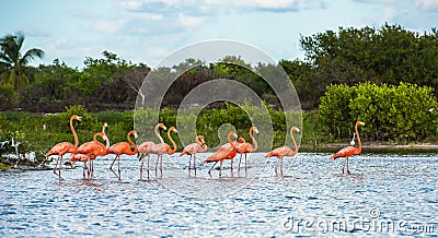 Flamingoes at Celestun Biosphere Reserve, Yucatan, Mexico Stock Photo