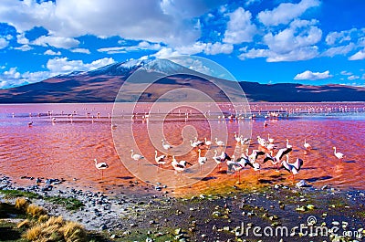 Flamingoes in Laguna Colorada , Bolivia Stock Photo