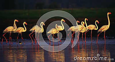 Flamingoes marching in the dawn Stock Photo