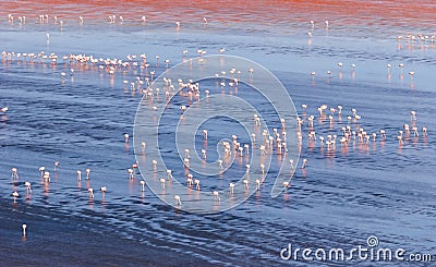 Flamingoes in Red Lagoon Red Lake, Eduardo Avaroa andean fauna National Reserve, Bolivia Stock Photo