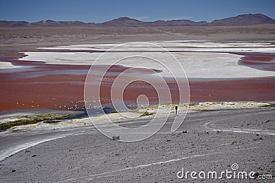 Flamingoes on the spectacular pink Laguna Colorada, Bolivia. Stock Photo