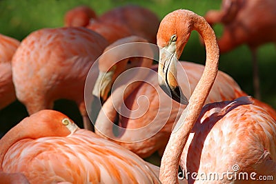 Flamingos Stock Photo