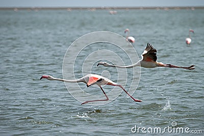 Flamingos Stock Photo