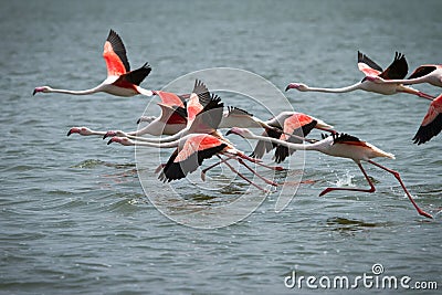 Flamingos Stock Photo