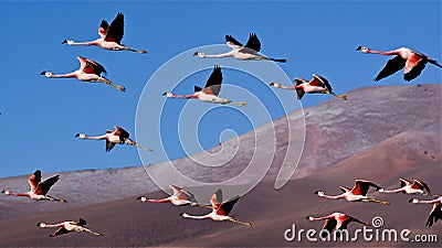 Flamingos Stock Photo