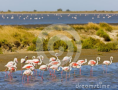 Flamingos in Camargue Stock Photo