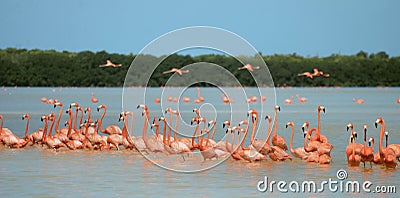 Flamingos in Celestun Stock Photo