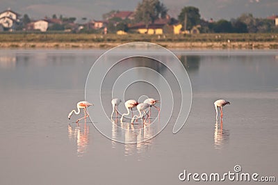 Flamingos at cervia saltworks Stock Photo