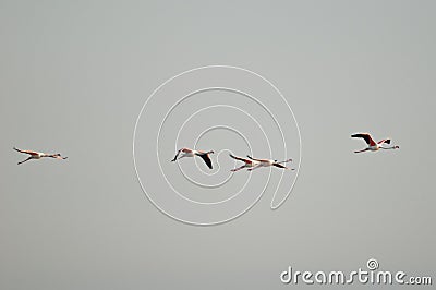 Flamingos at cervia saltworks Stock Photo