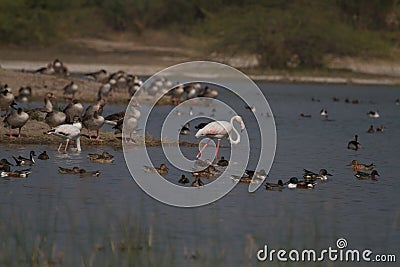 Flamingos with ducks and Geese in a bird sanctuary in India Stock Photo