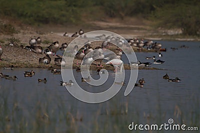 Flamingos with ducks and Geese in a bird sanctuary in India Stock Photo