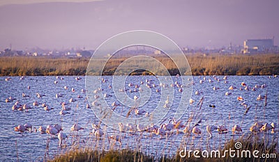 Flamingos in the Ebro Delta Natural Park, catalonia Stock Photo