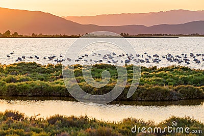 Flamingos in Ebro Delta nature park, Tarragona, Catalunya, Spain. Copy space for text. Stock Photo