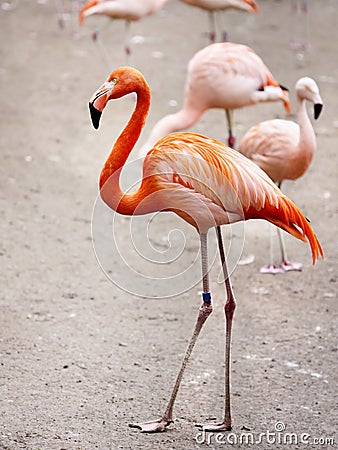 Flamingos Stock Photo