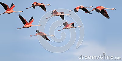 Flamingos flying. Stock Photo