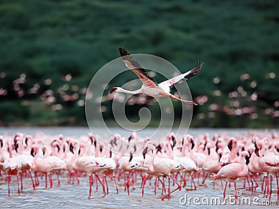 Flamingos Stock Photo