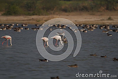 Flamingos geese and other winter migratory birds and ducks in a wetland in western Indian state of Gujarat Stock Photo