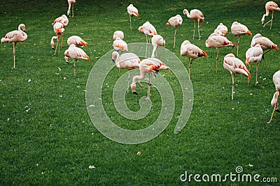 Flamingos group on green grass background Stock Photo